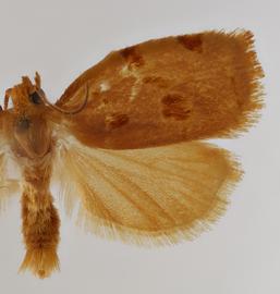  Male. © Loren Jones. Photo used with permission.
